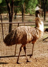 Waterways Wildlife Park - Port Augusta Accommodation 2