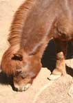 Wagga Wagga Zoo - Port Augusta Accommodation 3