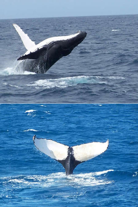 Mills Charters Fishing And Whale Watch Cruises - Port Augusta Accommodation 3