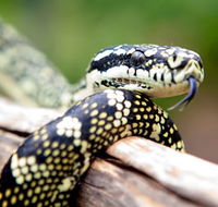 Reptile Encounters - Port Augusta Accommodation