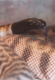 Armadale Reptile & Wildlife Centre - Port Augusta Accommodation 4