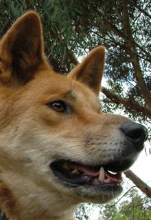 Armadale Reptile & Wildlife Centre - Port Augusta Accommodation 5