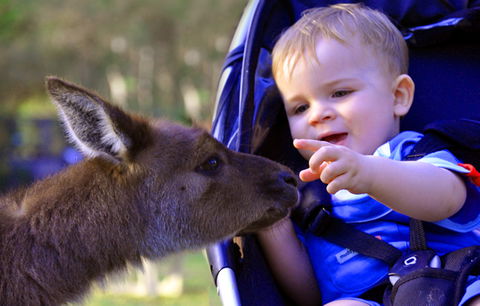 Australian Reptile Park - Port Augusta Accommodation 6