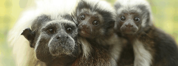 Alma Park Zoo - Port Augusta Accommodation 3