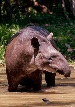 Alma Park Zoo - Port Augusta Accommodation 4