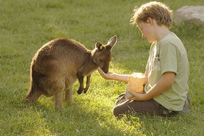 Cleland Wildlife Park - Port Augusta Accommodation 4
