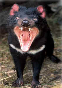 Zoo Doo Wildlife Park - Port Augusta Accommodation 4