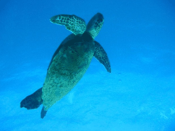 Big Cat Reality - Port Augusta Accommodation