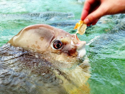 Aquascene Fish Feeding Sanctuary - Port Augusta Accommodation 1