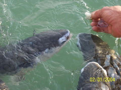 Aquascene Fish Feeding Sanctuary - Port Augusta Accommodation 2