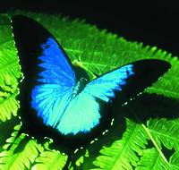 Australian Butterfly Sanctuary - Port Augusta Accommodation