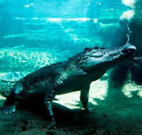 WILD LIFE Sydney Zoo - Port Augusta Accommodation