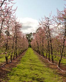 Raeburn Orchards - Port Augusta Accommodation 0