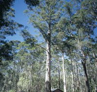 Diamond Tree Lookout Manjimup - Port Augusta Accommodation