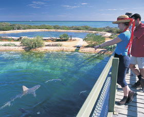 Shark Bay Marine Park - Port Augusta Accommodation 0