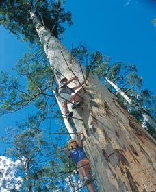 Dave Evans Bicentennial Tree - Port Augusta Accommodation 0