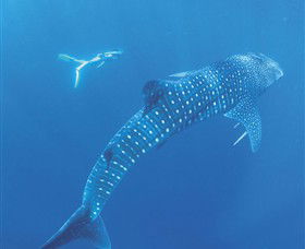 Ningaloo Marine Park - Port Augusta Accommodation 0