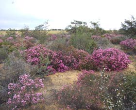 Reynoldson's Flora Reserve - Port Augusta Accommodation 0