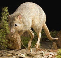 Kanyana Wildlife