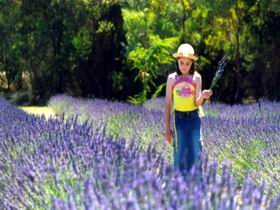 Brayfield Park Lavender Farm - Port Augusta Accommodation 0