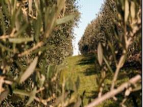 Evilo Estate - Port Augusta Accommodation 0