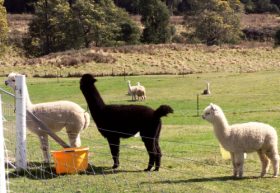 Maydena Country Cabins Accommodation & Alpaca Stud - Port Augusta Accommodation 0