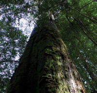 Styx Big Tree Reserve - Port Augusta Accommodation
