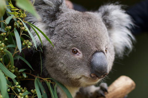 Bonorong Wildlife Sanctuary - Port Augusta Accommodation 3