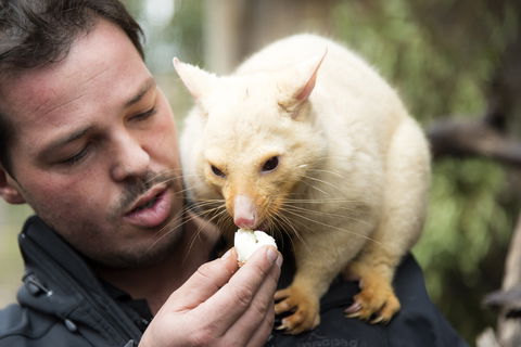 Bonorong Wildlife Sanctuary - Port Augusta Accommodation 4