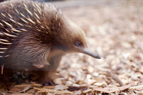 Bonorong Wildlife Sanctuary - Port Augusta Accommodation 5