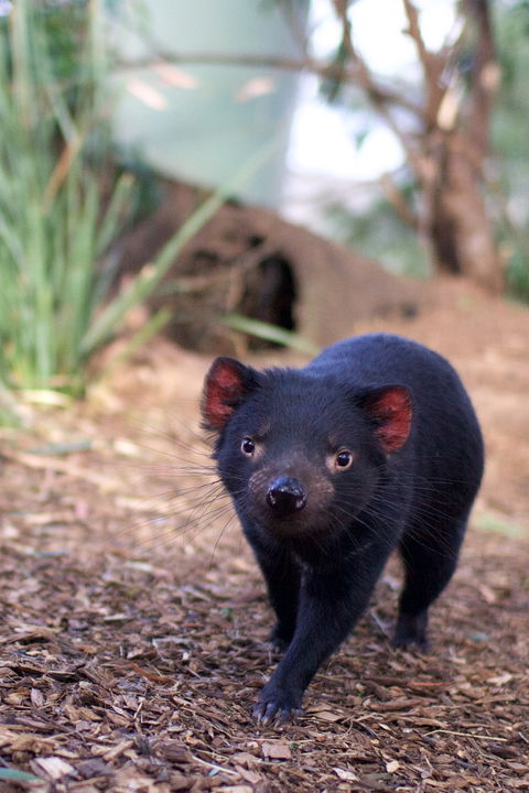 Bonorong Wildlife Sanctuary - Port Augusta Accommodation 7