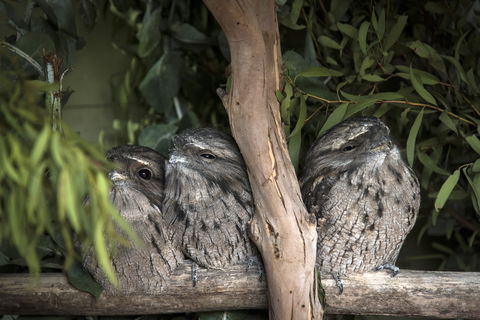 Bonorong Wildlife Sanctuary - Port Augusta Accommodation 8