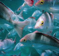 Palm Beach Reef Dive Site - Port Augusta Accommodation