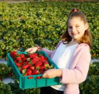 Strawberry Fields
