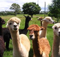 Banyandah Alpacas - Port Augusta Accommodation