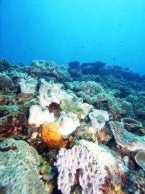 Mudjimba (Old Woman) Island Dive Site - Port Augusta Accommodation 0
