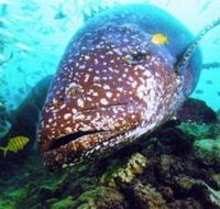 Lady Musgrave Island Dive Sites - Port Augusta Accommodation