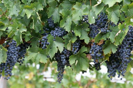 South Burnett Wine Trail - Port Augusta Accommodation 0