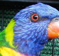 Fraser Coast Wildlife Sanctuary - Port Augusta Accommodation