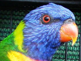 Fraser Coast Wildlife Sanctuary - Port Augusta Accommodation 0