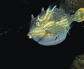 Mushroom Reef Marine Sanctuary - Port Augusta Accommodation 0