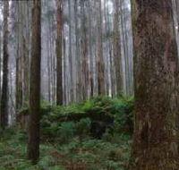 Kinglake National Park - Port Augusta Accommodation