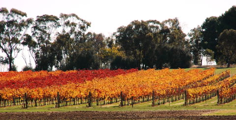 Stanton And Killeen Wines - Port Augusta Accommodation 2