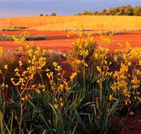 Royal Botanic Gardens Victoria Cranbourne - Port Augusta Accommodation