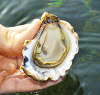 The Oyster Pot