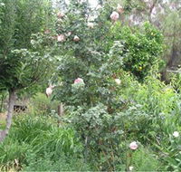 Tombstone Estate Vineyard - Port Augusta Accommodation