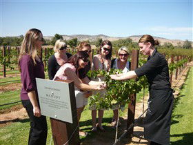 Jacob's Creek Vineyard Tour - Port Augusta Accommodation 2