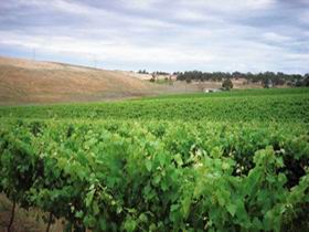 Uleybury Wines - Port Augusta Accommodation 2