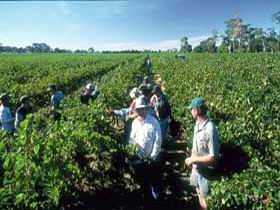 Padthaway Estate Winery - Port Augusta Accommodation 1