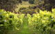 Merindoc Cafe And Cellar Door - thumb 0
